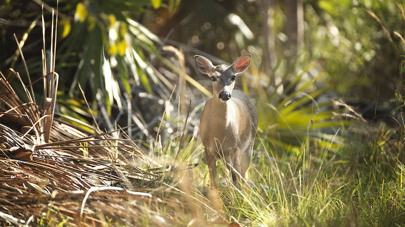 A Key Deer