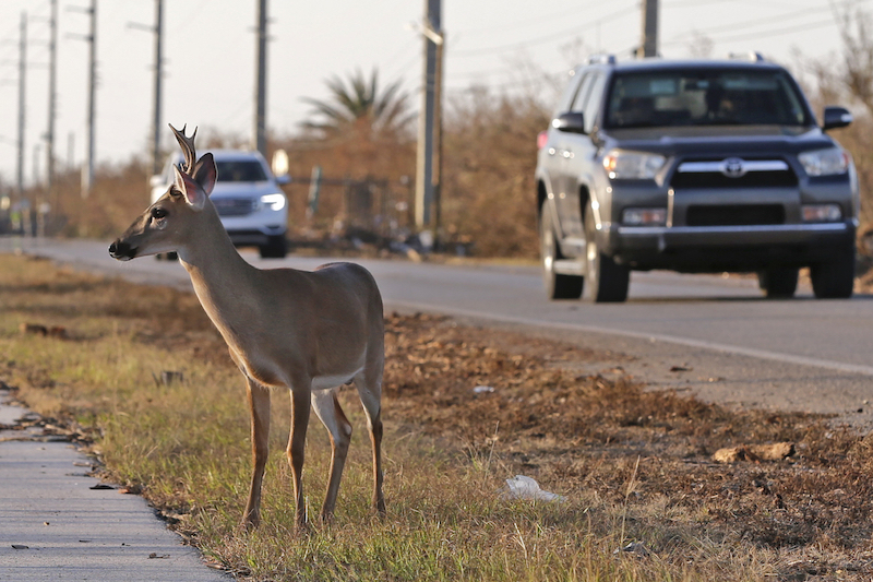 A Florida Key deer stands on the side of Overseas Highway