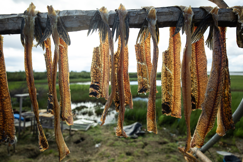 Whitefish and pike hang to dry at Ingram